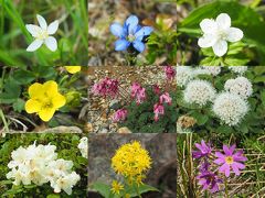 神々の遊ぶ庭へ　旭岳登山旅行　その5花を満喫！姿見の池周遊コース散策編