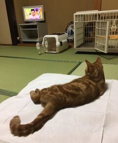 念願の 猫付き旅館 まいきゃっと に宿泊して鎌倉へ 看板猫のいるお宿 真鶴 神奈川県 の旅行記 ブログ By Middx さん フォートラベル 念願の 猫付き旅館 まいきゃっと に宿泊して鎌倉へ 看板猫のいるお宿 真鶴 神奈川県 の旅行記 ブログ By Middx さん フォートラベル