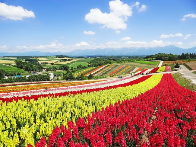 本旅行記は「花の富良野・美瑛 I 中富良野 ファーム富田 北星山ラベンダー園」(https://4travel.jp/travelogue/11637508)の続きです。今回ご報告の四季彩の丘は、90 haの農場を経営する熊谷留夫氏が2001年に7 haの土地を展望花畑としてオープンしたもので、2014年にその面積は15 ha(展望花畑のみだと14 ha)に拡張され、現在は有限会社ウィズユー(熊谷留夫氏は会長)によって運営されています。4月下旬~10月下旬のグリーンシーズンには、色とりどりの鮮やかな花々が縞状に並んだ花畑や雄大な景色を楽しめます。また、12月上旬~4月初旬のウィンターシーズンにも、雪化粧したスノーランドとしてスノーラフティングやスノーモービルなど迫力満点のアクティビティを楽しむことができます。 <br />入場料は基本的に無料ですが、花畑の維持管理費用として1人あたり「200円」相当の募金が望まれています。駐車場の収容台数は300台で、夏季のみ\500/台と有料になりますが、付属のレストランフロックスホールや入口手前にあるうどん処麦彩の丘(むぎさいのおか)を利用すると無料になります。<br />