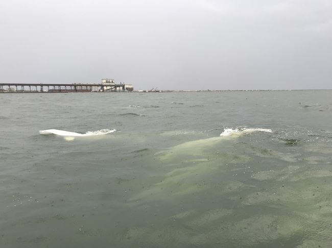 カナダのマニトバ州、チャーチルはハドソン湾に面した辺境の町。<br />「シロクマの首都」とも呼ばれ、毎年秋に大集結するシロクマを見るウォッチングツアーには世界中から動物愛好家が集まります。<br /><br />私も一生に一度は野生のシロクマを見てみたい。けど、ちびっ子連れで団体ツアーは厳しい、ついでに値段も高い…と悩んでいたら、子連れOKのツアーを発見したのです。<br />チャーチルのエコツアー会社Frontier North Adventures主催の、その名も「Summer Family Adventure」というツアーでした。<br />夏のチャーチルで、ベルーガやシロクマを探すツアーで、なんと年齢制限なし。<br />末っ子が1歳だったので、念のため申し込む前に確認したところ「大歓迎！」というお返事でした（とはいえ最年少参加者だったようです）。<br /><br />夏のチャーチルは、秋のシロクマシーズンに比べて閑散期なので、ツアー料金も半額近く安い！<br />それでも普段の我が家の旅行予算の倍以上ですが、当時アメリカに住んでいたので、日本から参加するのに比べたら十分安いはず！と思い切って申し込みました。<br /><br />こうして、2018年の夏休みは、極北の地チャーチルで動物三昧の旅となりました。<br /><br />ツアー日程（★が今回の旅行記です）<br />8月6日　ウィニペグ前泊。個人でチルドレンミュージアムへ。<br />8月7日　朝の便でチャーチルへ。チャーチル周辺の自然観察ツアー。<br />8月8日午前　国立公園ビジターセンター見学。<br />8月8日午後　午後はベルーガウォッチングクルーズ。<br />★8月9日　午前は犬ぞり体験、午後は2回目のベルーガウォッチング。<br />8月10日　ツンドラバギーでシロクマ探し。夜の便でウィニペグへ。<br />8月11日　ウィニペグから帰宅