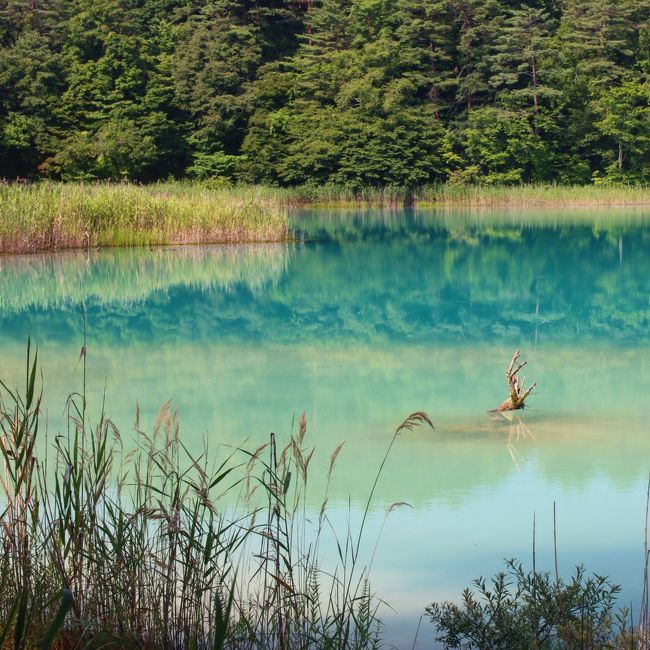 ブララブコー ３密を避けて森の中へ 夏の五色沼トレッキング 裏磐梯 猫魔 福島県 の旅行記 ブログ By ラブコーさん フォートラベル