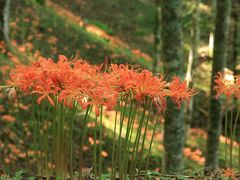 山肌をオレンジに染める大栗山のオオキツネカミソリ♪花言葉は妖艶