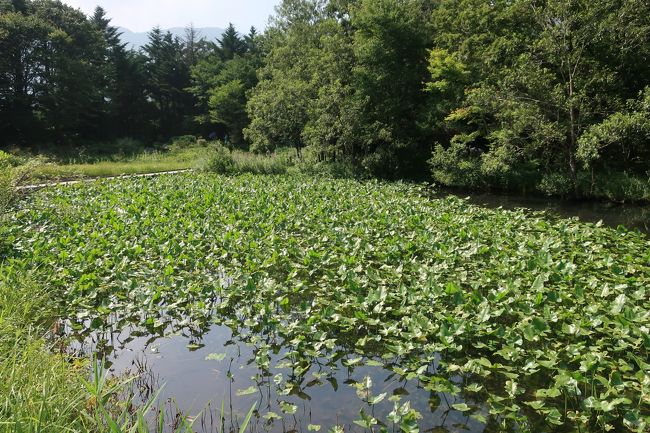 今年の夏は箱根でゆったり旅　２０２０＜１＞箱根湿生花園でのんびり散策！編