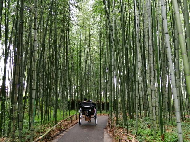 久しぶりの京都に行くことになったのは、楽天トラベルで京都のホテル2泊宿泊券が当たったから♪<br />それも、楽天トラベル朝ごはんフェスティバルで昨年京都1位になった「京都山科　ホテル山楽」だったので、めっちゃウレシイ！<br /><br />せっかく夏に行くなら、鴨川納涼床を体験してみたい！<br />京都ならではのスタバに行ってみたい！<br />嵐山と嵯峨野にも行きたい！<br />と、娘と希望を言い合って計画を立てるのも楽しい。<br />ちょっと前なら京都は人が多すぎるからなーと躊躇したけど今なら大丈夫と、しっかり対策して出かけました。<br /><br />その2は、嵐山・嵯峨野・金閣寺観光。<br />そしてさんりんぼうかと思うほどツイていない娘に、ついつい笑ってしまいました。