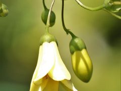 「天涯の花」キレンゲショウマが見頃の六甲高山植物園