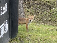 2020年8月　北海道10日間（5）4日目　釧路湿原～厚岸～霧多布岬で野生のラッコ