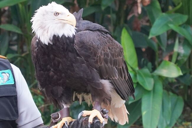 シンガポールの動物園&水族館を網羅すべく4泊7日のひとり旅をしてきました。<br /><br /> 0日目:羽田空港(https://4travel.jp/travelogue/11547983)<br /> 1日目:チャンギ空港→市街地(https://4travel.jp/travelogue/11573862)<br /> ≪River Safari≫ https://4travel.jp/travelogue/11576145<br /> https://4travel.jp/travelogue/11580253<br /> https://4travel.jp/travelogue/11581860<br /> https://4travel.jp/travelogue/11582479<br /> 夕食→ホテル(https://4travel.jp/travelogue/11583266)<br /> 2日目:街歩き→セントーサ島(https://4travel.jp/travelogue/11586379)<br /> ≪S.E.A Aquarium≫ https://4travel.jp/travelogue/11587050<br /> https://4travel.jp/travelogue/11589782<br /> https://4travel.jp/travelogue/11591341<br /> セントーサ島観光(https://4travel.jp/travelogue/11595026)<br /> 3日目:≪Singapore Zoo≫ https://4travel.jp/travelogue/11602397<br /> https://4travel.jp/travelogue/11606334<br /> https://4travel.jp/travelogue/11611439<br /> https://4travel.jp/travelogue/11614263<br /> https://4travel.jp/travelogue/11616322<br /> https://4travel.jp/travelogue/11617019<br /> 夕食→Thumbuakar Performance<br /> (https://4travel.jp/travelogue/11618407)<br /> ≪Night Safari≫ https://4travel.jp/travelogue/11619105<br /> https://4travel.jp/travelogue/11619557<br /> https://4travel.jp/travelogue/11620870<br /> 4日目:ブギス→オーチャード(https://4travel.jp/travelogue/11623177)<br /> マリーナベイサンズ周辺(https://4travel.jp/travelogue/11627725)<br /> 5日目:≪Jurong Bird Park≫<br /> 入園→繁殖センター(https://4travel.jp/travelogue/11628914)<br /> High Flyers Show(https://4travel.jp/travelogue/11633369)<br /> 湿地→ローリーロフト(https://4travel.jp/travelogue/11636923)<br /> 猛禽類→ペリカン(https://4travel.jp/travelogue/11638783)<br /> 滝のケージ(https://4travel.jp/travelogue/11639549)<br /> オウムの楽園(https://4travel.jp/travelogue/11639824)<br />今ココ→ Kings of the Skies<br /> 6日目:チャンギ空港→羽田空港(https://4travel.jp/travelogue/11641860)<br /> まとめ:お土産、費用