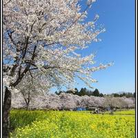 千本桜、猿ヶ京温泉へ。