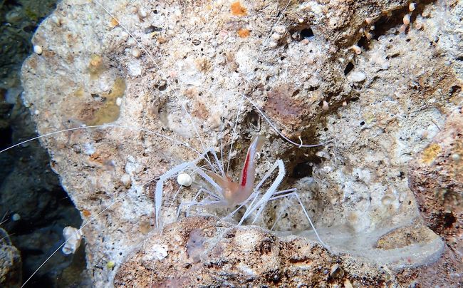 まだ行った事がなかった沖縄の久米島、コロナ自粛中の5月にJTA羽田からの直行便が安く販売されていたので、往復チケットを購入して久米島へ行ってみる事にしました。<br />表紙の写真は、久米島の名が付いたクメジマオトヒメエビです。水深30m近くの洞窟の暗闇で見ました。決して久米島のみにいる固有種ではない様ですが、初めて見たのでうれしかったです。<br /><br />7月23日　JTA091便　　　東京(羽田)　6:55発　→　久米島　 9:30着<br />7月27日　JTA090便　　　久米島　　 10:10発　→　東京(羽田)　14:05着