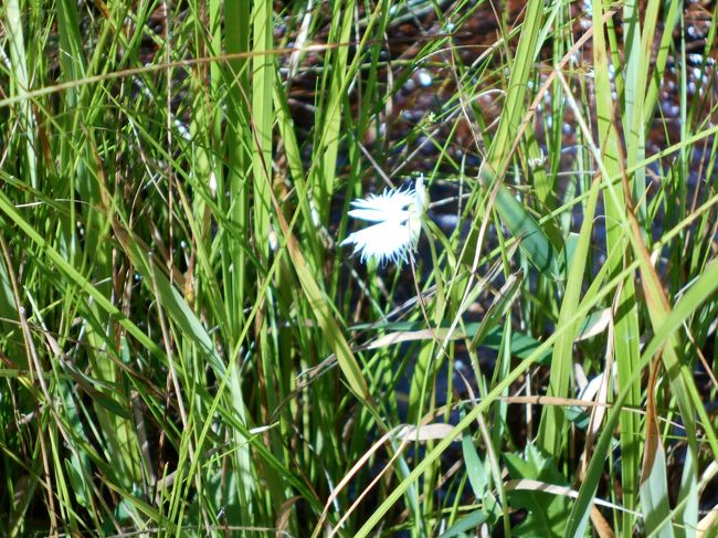 宝塚の奥に兵庫県でかなり大きな湿原がある。今サギソウが満開だそうだ。花を見に行ってついでに大岩岳の山頂からの景色を楽しんだ。