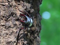 森のさんぽ道で見られたカブトムシ、クワガタその他