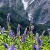 唐松頂上山荘ピストン01: ほんとのぼっち登山。お花に励まされながら少しずつ行く