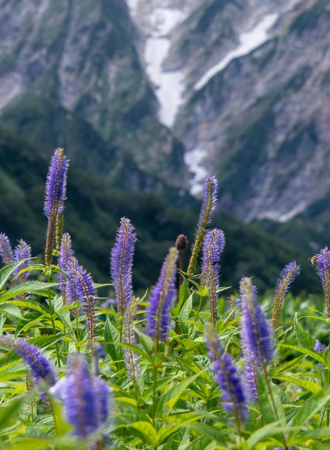 唐松頂上山荘ピストン01: ほんとのぼっち登山。お花に励まされながら少しずつ行く