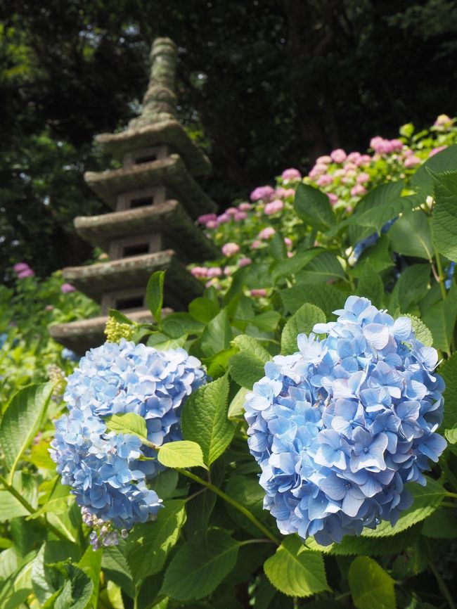 すっかり出遅れましたが、6月に長谷寺へ紫陽花を見に行った時の旅行記です。<br /><br />緊急事態宣言が出て仕事がお休みになり、県外に行く事もしばらくは出来なくなっていました。<br />出歩くのが大好きな私もさすがにStay Homeで、毎日マスク作りに励んでおりました(笑)<br />5月になると派遣会社からは別の仕事を申し付けられ、いやいやながら週に3回都内に通い...。<br />70歳を過ぎた両親と暮らす私は出来る限り都内へは行きたくなかったのですが、この仕事は半強制(-_-;)<br /><br />5月いっぱいでその仕事からは解放され、緊急事態宣言も解除された6月。<br />4トラで仲良くさせて頂いているるなさんから、「長谷寺の鑑賞券が当たったから行かない?」とお誘いを頂きました~\(^o^)/<br /><br />仕事は復帰していたものの、お誘い頂いた日はちょうどお休み~♪<br />二つ返事で参加させて頂く事にしました☆<br />久し振りのお出かけです(^o^)<br /><br />今年の長谷寺はコロナの影響で人混みを避けるために抽選だったそうです。<br />お陰で信じられないほど人の少ない長谷寺で紫陽花を楽しむことが出来ました!<br />当日の参加者はるなさん、zunzunさん、satさんと私の4人。<br /><br />紫陽花鑑賞の後に素敵なカフェでお茶をしたら、menchiさんも合流して「古我邸」でランチです。<br />ここのレストランがまた素晴らしく、楽しい時間を過ごさせて頂きました(^o^)<br /><br />自由に旅が出来る事が当たり前ではなくなるなんて、考えたこともなかった...。<br />この後、また感染者は増加。<br />今となっては何の対策も投じられず、ただ「皆さん気を付けましょう」と言われるだけ。<br />都内の感染者が200人越えと言われても、全く驚かなくなってしまいました(-_-;)<br /><br />早く、何も気にせず旅に出られる日が来る事を願って...☆<br /><br /><br /><br /><br />