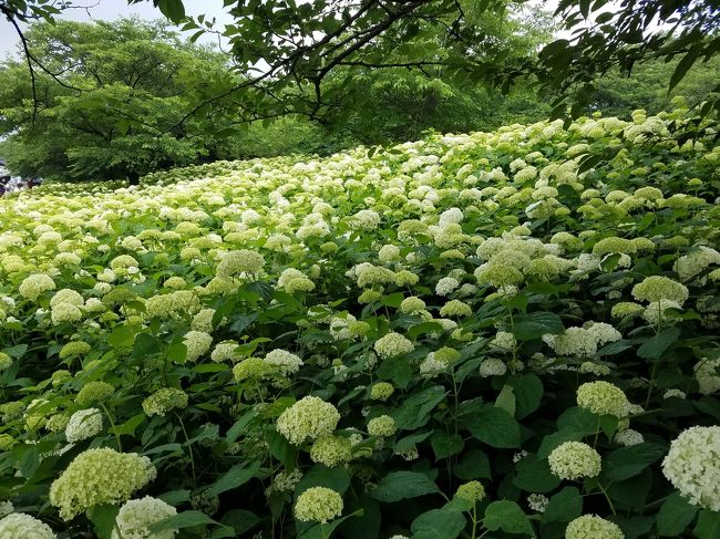 6月になると、アジサイがきれいな季節になっていきます。<br />鬱陶しい梅雨も、きれいなお花を見れば、いい季節なのかなあ。<br />初めていく権現堂。<br />権現堂といえば紫陽花。ここは白い紫陽花が有名です。<br />一面に咲き誇っている紫陽花は圧巻でした。