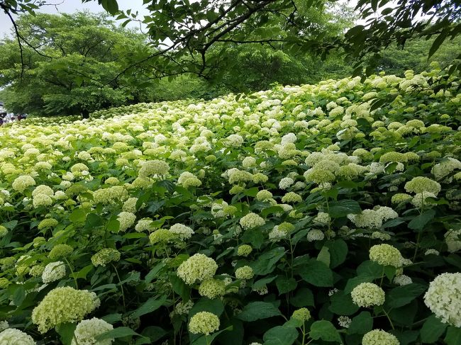 ６月になると、アジサイがきれいな季節になっていきます。<br />鬱陶しい梅雨も、きれいなお花を見れば、いい季節なのかなあ。<br />初めていく権現堂。<br />権現堂といえば紫陽花。ここは白い紫陽花が有名です。<br />一面に咲き誇っている紫陽花は圧巻でした。