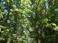 真夏の日帰り一人旅の京都1・糺の森と下鴨神社