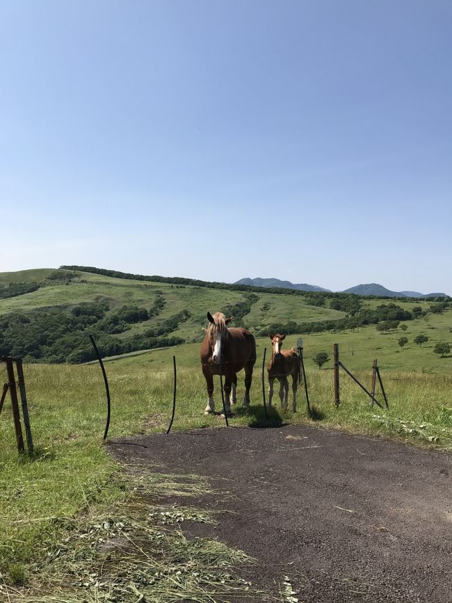 こんなに空いてる函館には二度とお目にかかれないだろうと、観光名所を中心にさらーっと回ってきました。<br /><br />最終日は食品加工工場の直売所でお土産購入・直送してもらい、きじひき高原で北海道らしい景観を味わい、空港近くの修道院で異文化を楽しみました。