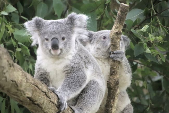 クオッカに会えなくても埼玉こども動物自然公園 後編 冷房部屋でわちゃわちゃレッサーパンダのリュウ セイ やっとお目覚めコアラのふくちゃん他 東松山 埼玉県 の旅行記 ブログ By まみさん フォートラベル