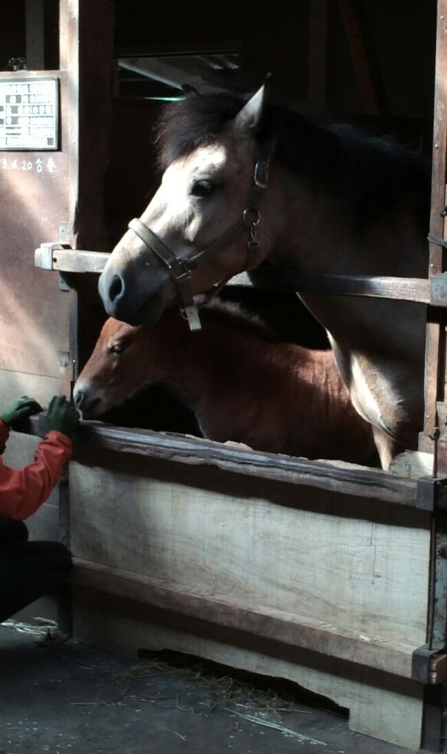 2021年5月9日　　木曽馬の里　　16時ころ<br />木曽馬牧場　厩舎向かい合って二組の親子　見学自由　16時30分頃まで<br />4月末には、母子共に死亡した出産があったそうです。<br /><br />閑散としてはいるが県外ナンバーが、やはり多い<br /><br /><br />2020年8月<br />安曇野から開田にトウモロコシを買いに行く<br /><br />もうすぐ白菜の季節