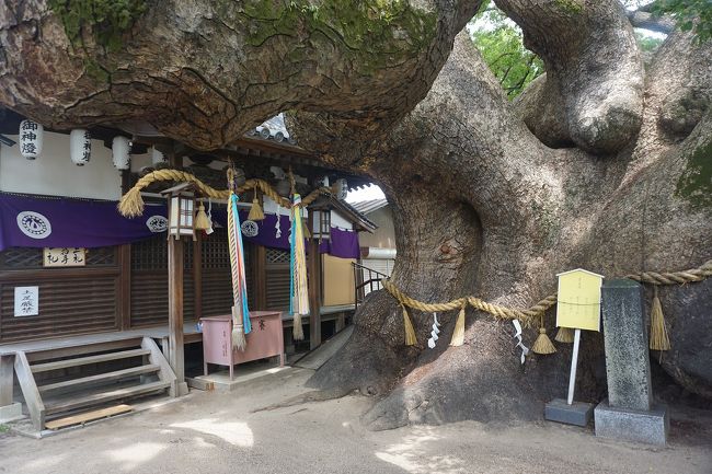 真夏の大阪散歩をしてみました。<br />画像は、三島神社にてです。<br /><br /><br />大阪まとめ旅行記。<br /><br />My Favorite 大阪 VOL.8<br />https://4travel.jp/travelogue/11639133<br /><br />My Favorite 大阪 VOL.7<br />https://4travel.jp/travelogue/11625308<br /><br />My Favorite 大阪 VOL.6<br />https://4travel.jp/travelogue/11593942<br /><br />My Favorite 大阪 VOL.5<br />https://4travel.jp/travelogue/11361830<br /><br />My Favorite 大阪 VOL.4<br />http://4travel.jp/travelogue/11242529<br /><br />My Favorite 大阪 VOL.3<br />http://4travel.jp/travelogue/11152287<br /><br />My Favorite 大阪 VOL.2<br />http://4travel.jp/travelogue/11036195<br /><br />My Favorite 大阪 VOL.1<br />http://4travel.jp/travelogue/10962773