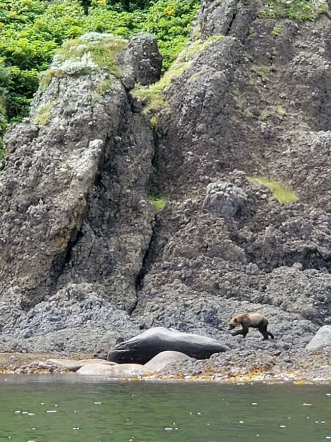 北海道の北東に位置する知床半島。<br />流氷を起点とした食物連鎖が海－川－森の各生態系にわたるダイナミックな食物連鎖網を形成していることが評価され、2005年７月に世界自然遺産に登録されています。<br /><br />前の北海道旅行で知床に恋して約10年。。。<br />ようやく念願の再訪が叶いました！<br /><br />今回のメインの目的はアイヌの人々が「キムンカムイ（山の神）」と呼ぶヒグマを見ることです。<br />（アイヌの人々は動物、植物はもちろん、道具類を含む世の中のすべてのものに魂（カムイ）が宿っていると考えていたそうです。シマフクロウはコタンコロカムイ（村の守り神）、シャチはレプンカムイ（沖の神））<br /><br />ヒグマ以外にも色々とアクティビティに参加して、4泊5日めいっぱい楽しみました♪<br /><br />＊＊3日目は羅臼でヒグマボートに参加＊＊