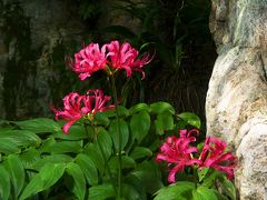 「常楽寺」の残暑の花_2020_ヒガンバナは赤が一株のみ、咲残りテッポウユリが少し（群馬県・太田市）