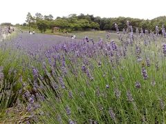 メナード青山のラベンダー