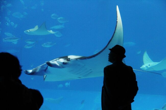 J38. 沖縄！二度目の美ら海水族館編