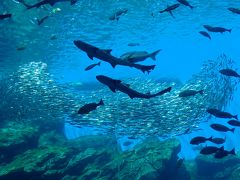 クロスカブ 東北ツーリングでカヤック 仙台うみの杜水族館