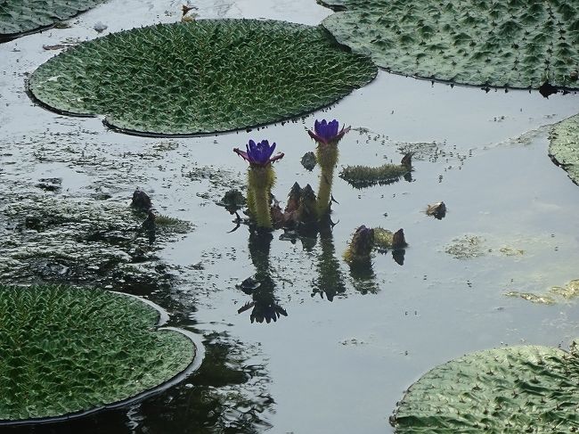 オニバスの花が咲いているとのことで、於大公園に見に行きました。<br />またハスとスイレンの論争です。<br />再建なった乾坤院も訪問します。<br />