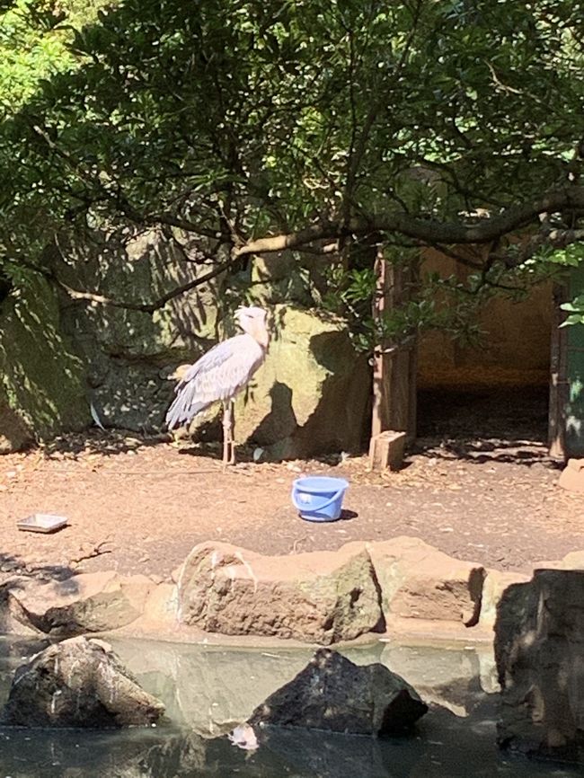 伊豆シャボテン動物公園を訪れたくて旅行を計画しました。<br />二日目に伊豆シャボテン動物公園を訪れます。<br />一日目は宿までの道中です。