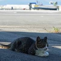 10年ぶりの田代島・初めての網地島めぐり　その３