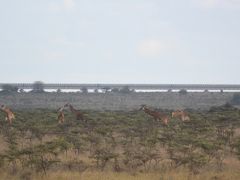 2019年　AFRICA　Wonderful Safari in Kenya ①（出国からナイロビヘ）