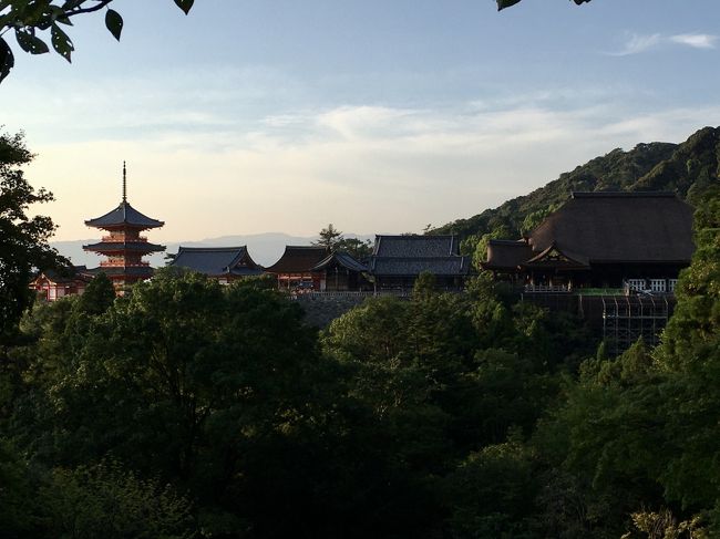 真夏の京都へ。<br /><br />日帰り旅の最後は『清水寺』。<br />https://www.kiyomizudera.or.jp/<br /><br /><br />『徳屋』さんからの行き方。<br />『徳屋』さんで“本わらび餅”を頂いた後、“花見小路通り”を見物しながら北上。3分ほどで“四条通り”にぶつかったところで“四条京阪”のバス停へまた3分ぐらい。207番バスに乗り、清水寺へ向かう。建仁寺からだったら歩いて行っても良い距離なのだけど、暑いし、ずっと登り坂になってしまうので、バスに乗ることにした。3つ目のバス停が“清水道”。ここで降りる。ここからだってずっと登り坂なのだけど…<br />（時間がなかったり、登り坂をスルーしたい場合は四条通りなどからタクシーで行かれた方がいいかも。三寧坂手前まで行ける様子です。使用していないので詳しくは書けなくて申し訳ないです…）<br /><br />バス停目の前の“清水坂”を登る。ハトは歩き派なのだけど、結構キツイ。マジ顔で登る。既に夕方5:00を過ぎているせいか、店じまい作業中のお土産物屋さんが多かった。時節柄、お休みの店も多かったのかも…清水寺の仁王門前の広場のようなところに着いたときには夕方5:30近かったです。<br /><br />清水寺の拝観料は400円。拝観時間は季節によって変動有り。<br />一時間かけて拝観しました。6：30近くになったら閉門のお知らせの放送が流れてきます（笑）<br /><br />清水寺の後は産寧坂、二年坂を下り、一年坂を通り、ねねの道へ。そこからすぐの石塀小路を通り抜け、<br />最終的には八坂神社前まで歩きました。<br /><br /><br />