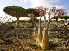 インド洋のガラパゴス！秘境ソコトラ島の旅④～龍血樹とボトルツリーの谷 前編