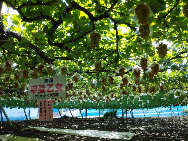 散歩と買い物以外は家に居て数ヶ月、気が滅入り秋の味覚探しに甲州路へ行くことに決定、早朝散歩後サンドイッチ、飲み物、果物をバスケに入れ7時半出発、東富士五湖有料道経由で御坂峠ーフルーツ街道周辺をドライブしました。冨士山は雲隠れで残念でした。今年のぶどうの収穫は上出来とか、試食しながらぶどう狩りを楽しみました。桃は収穫時期を過ぎ堅い桃しか無く諦めました。別の農園でもろこしも購入し帰路へ、河口湖の外周を奥湖経由富士五湖有料道で帰りました。