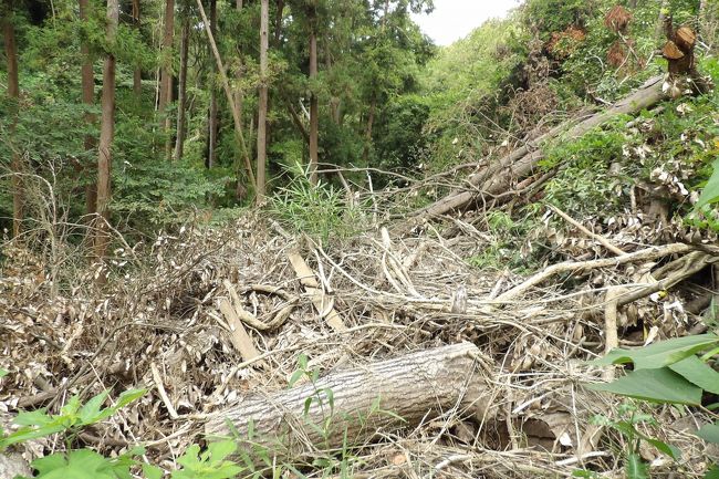 　蛇居ヶ谷切通跡（蛇居ヶ谷の大堀切）では相当な数の木々（杉か檜）が倒木している。しかし、瓜ヶ谷側の切通を埋める形でその倒木を処理している。おそらくはこうしたハイキングコースの修復は鎌倉市では観光課が担当しているようだ。天園ハイキングコースで開通している部分（明月谷から天園・亀ヶ淵の間）はボランティアが整備したもので、昨年から通れていた。しかし、ここ葛原岡ハイキングコースは市が予算を計上した後に復旧工事を行って復旧・開通までこぎ着けたのであろう。<br />　蛇居ヶ谷切通跡（蛇居ヶ谷の大堀切）を踏破した（https://4travel.jp/travelogue/11475889）際に旧道に出た場所にも渦高く倒木が積まれている。瓜ヶ谷やぐら群の脇にある切通であるのであるから、観光課の職員はこの切通は中世に遡るもので、それを倒木処理のために埋めてしまっているのはさすがに鎌倉を知らなさ過ぎる。ここでも鎌倉市のお役所仕事には呆れてしまう。それでも、世間では考えられないほど遅い6月30日に開通させたことは幾ら遅すぎると言っても、鎌倉市がやるとそんなもんでは済まなく、もう始まっている今年の台風シーズンにさえ殆どが間に合わないのであるから全くのところ情けない。<br />　そして、蛇居ヶ谷切通跡（蛇居ヶ谷の大堀切）の5、60mの間を、倒木を処理し、切通の底の草を刈れば、瓜ヶ谷やぐら群への行くのも、あるいは瓜ヶ谷通りから葛原岡ハイキングコースへも昔のように不自由なくなるはずであったのだが、そうした観光資源の活用はさらに遅れてしまうことになった。<br />（表紙写真は蛇居ヶ谷切通跡（蛇居ヶ谷の大堀切）で倒木を処理した跡）