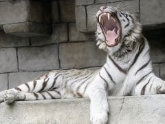 車デビューの梅雨時の東武動物公園（後編）ヒグマの森からアクシスジカの子鹿たちや成長したマレーバクのアルタイルくんや源ちゃんリンゴタイムなど