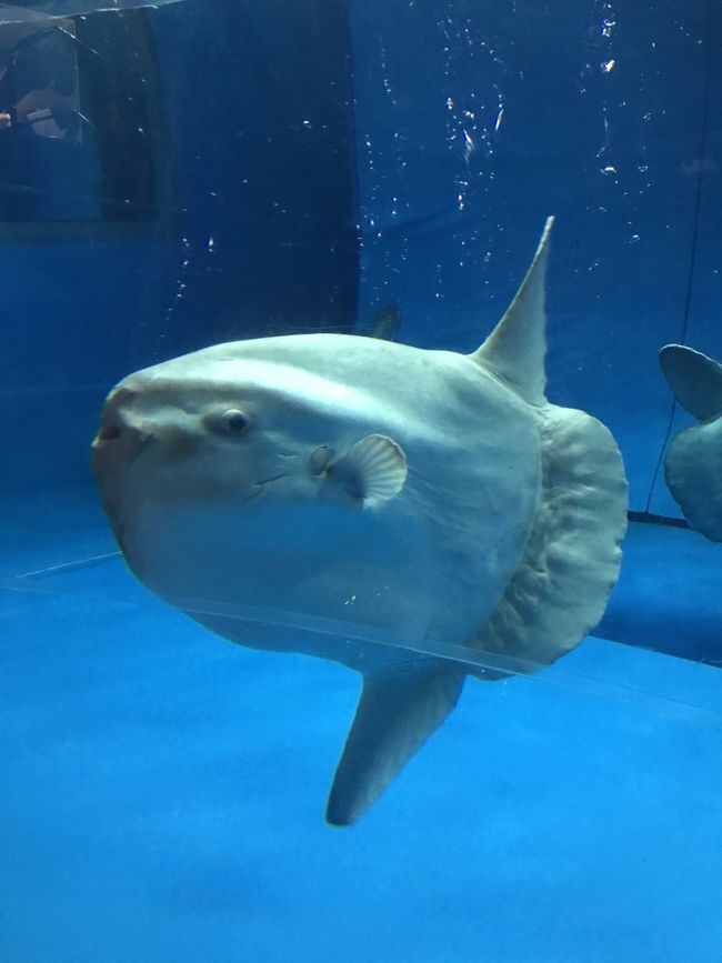 水族館好きの友人がマンボウを見たいと言うので、アクアワールド茨城県大洗水族館へ行きました。<br /><br />魚市場ちかくの美味しいカキ小屋で早めのランチをし、暑い中歩いてステキな神社へ。その後やっと目的地アクアワールドへ到着。<br /><br />写真は大型のウシマンホウ。