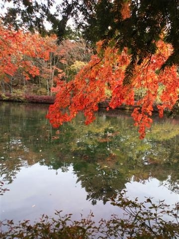 紅葉の旧軽井沢でサイクリングしてきました