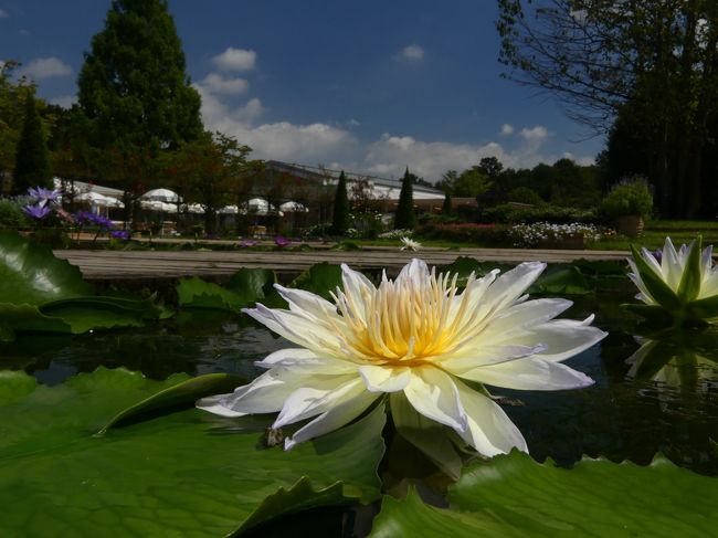 「あしかがフラワーパーク」の夏の花(6)_2020_スイレンが元気に咲き続けています（足利市）