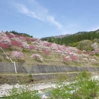 信州　花桃⇒馬肉⇒温泉⇒お城　おまけで名古屋でひつまぶし　の旅