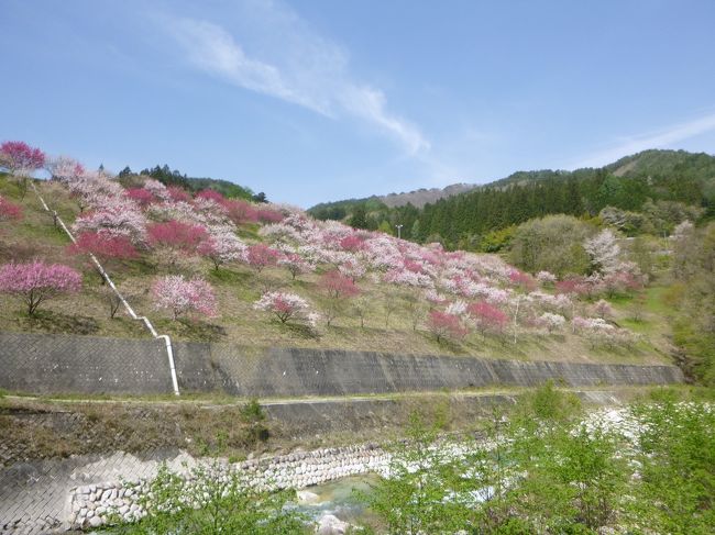 2019GWの旅。長野に行きました、<br />園原で満開の花桃を愛でる⇒高遠で馬肉を食す⇒上山田温泉でふ～⇒上田城でほ～⇒名古屋でひつまぶしパクパク、といった目も腹も満足の旅。