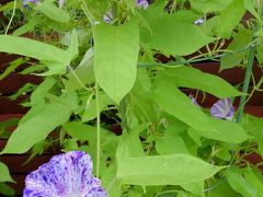 京都植物園の四季-その7（変化あさがおと水生植物）