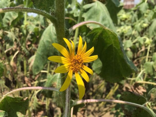 夏の花といえばひまわり、ということでひまわり畑を見に行ってきました。<br /><br />■①春日部のひまわり畑<br />春日部市内の「牛島古川公園(第ⅱ期)」に行きましたが、既に終わりかけでした。<br /><br />■②権現堂堤と地酒「花菱」<br />春日部のリベンジで幸手にある権現堂堤に行きました。こちらは真っ盛りでひまわりを楽しむことができました。近くにあった「花菱」の酒蔵にも寄ってみました。