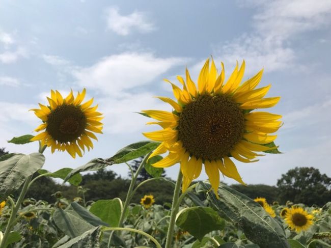 夏の花といえばひまわり、ということでひまわり畑を見に行ってきました。<br /><br />■①春日部のひまわり畑<br />春日部市内の「牛島古川公園(第ⅱ期)」に行きましたが、既に終わりかけでした。<br /><br />■②権現堂堤と地酒「花菱」<br />春日部のリベンジで幸手にある権現堂堤に行きました。こちらは真っ盛りでひまわりを楽しむことができました。近くにあった「花菱」の酒蔵にも寄ってみました。