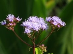 馬場花木園散歩　８月の花（３１種）