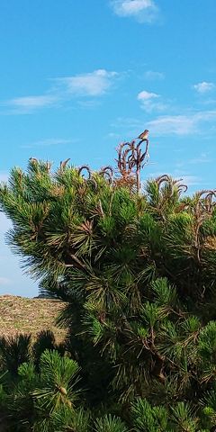 GOTOより前のフライング壱岐島旅行。壱岐島③