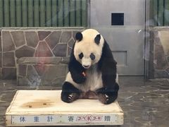 2020パンダ鑑賞記録☆タンタンちゃん生日快乐☆王子動物園&神戸北野散策&布引の滝へ